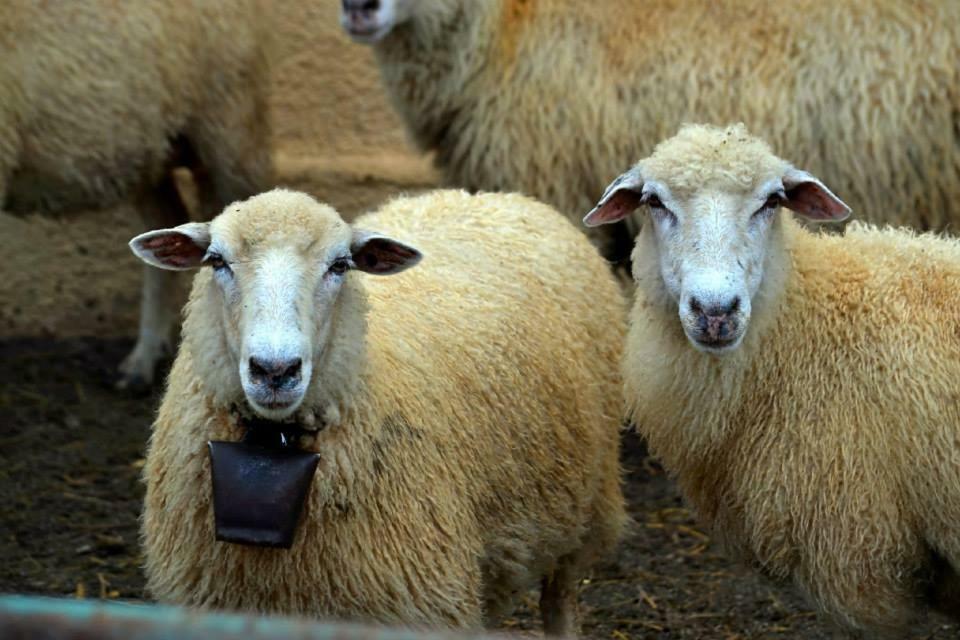 Bio Farma & Penzion Zlaty Hyl Novacany Экстерьер фото